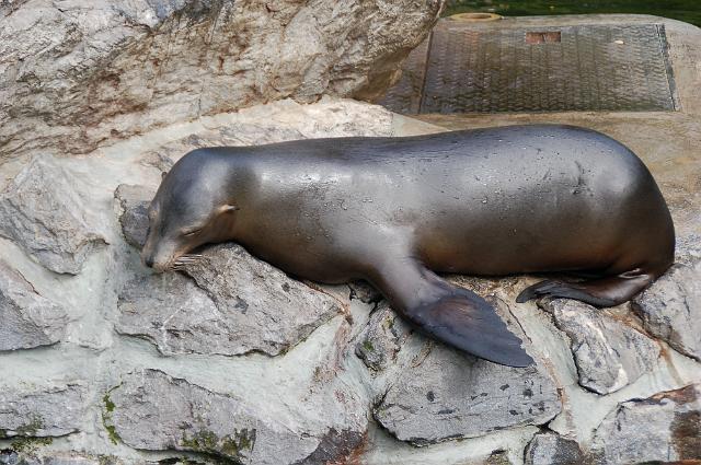 dierentuin emmen_1031